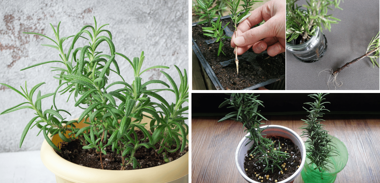 how to propagate rosemary