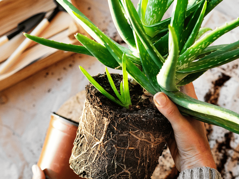 Aloe Vera Plant