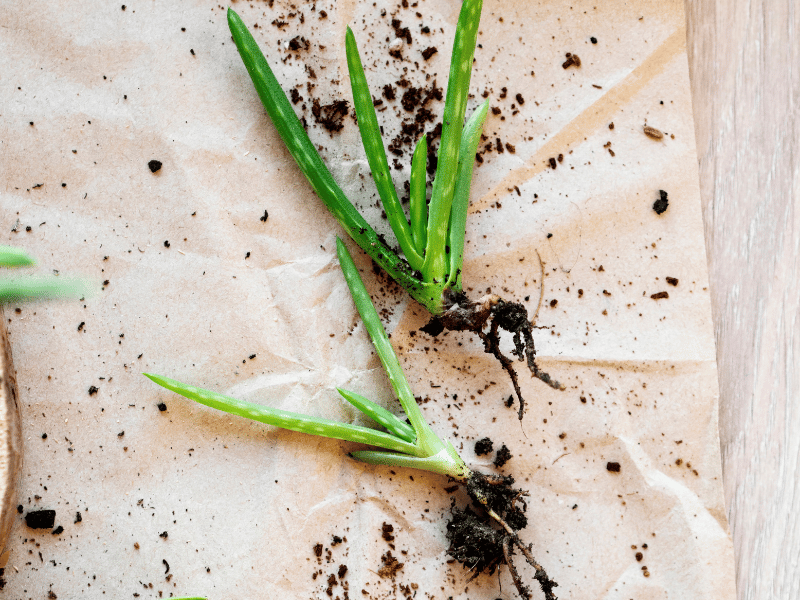 Aloe Vera Pups with roots