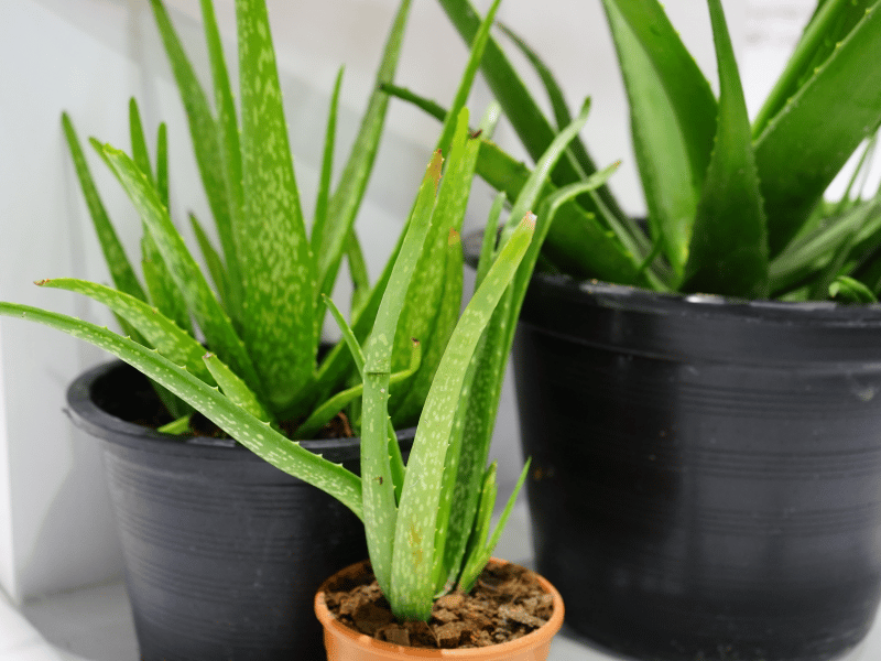 Different types of Aloe Vera