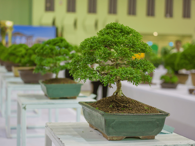 Grown Bonsai Tree