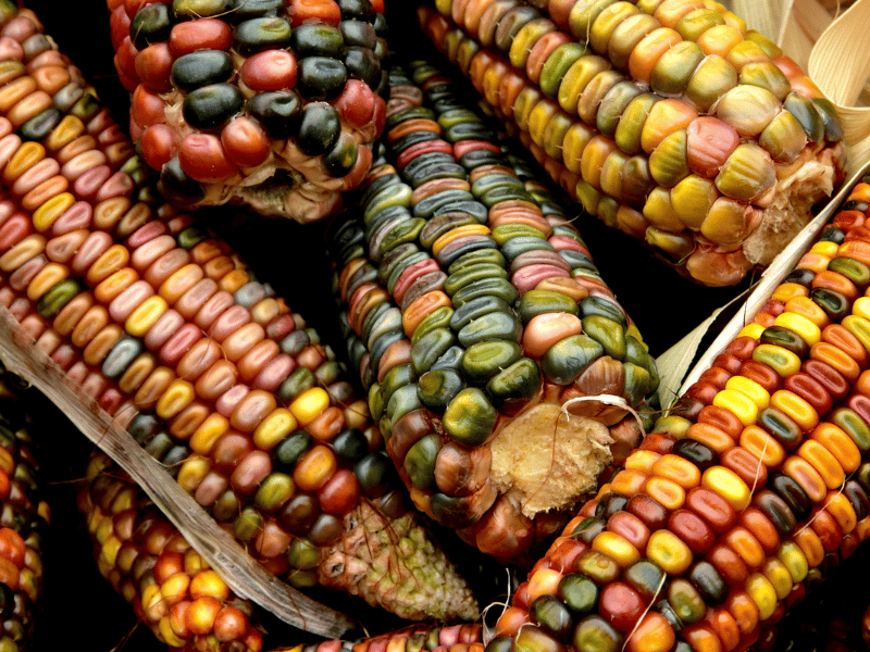 Glass gem corn