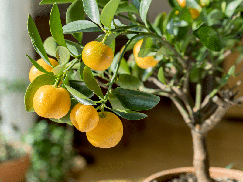 Growing Citrus Tree in Pot
