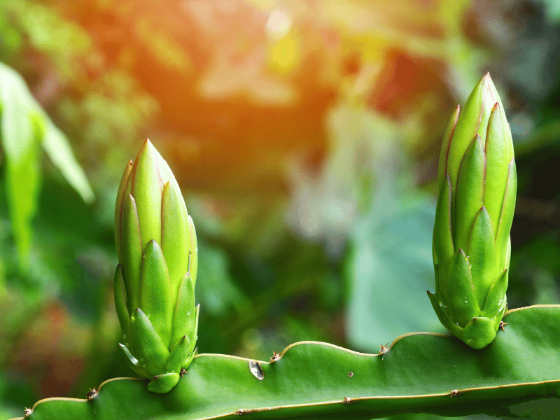 Dragon Fruit bud
