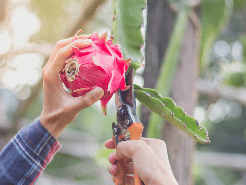 Dragon Fruit harvest