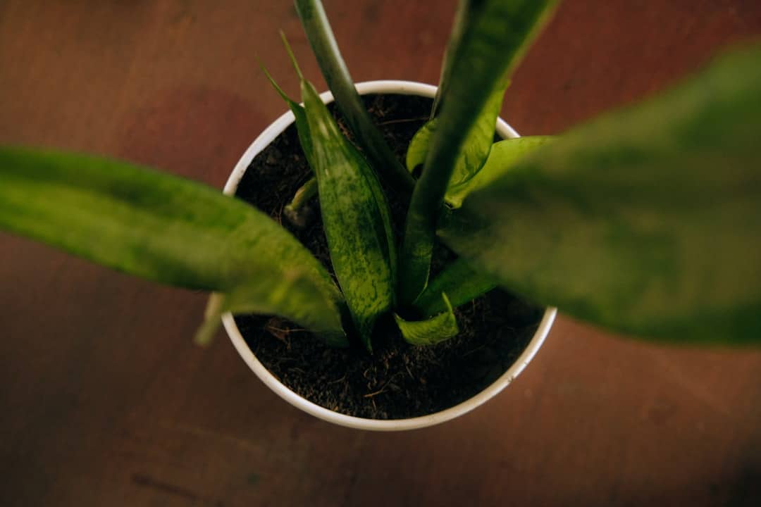 Snake Plant Care