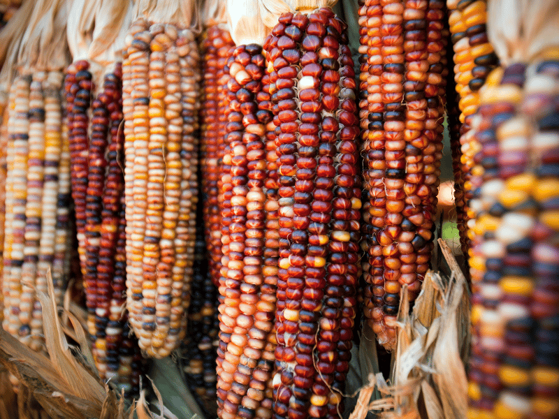 Harvesting Glass gem corn