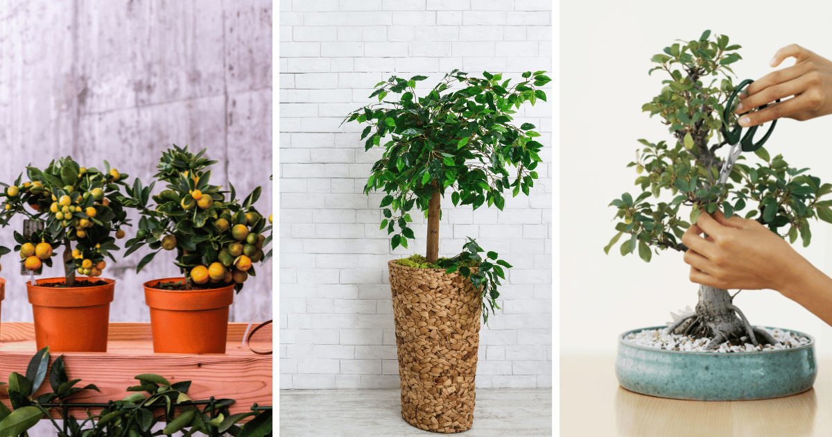 Growing Trees that make great houseplants for indoor gardening