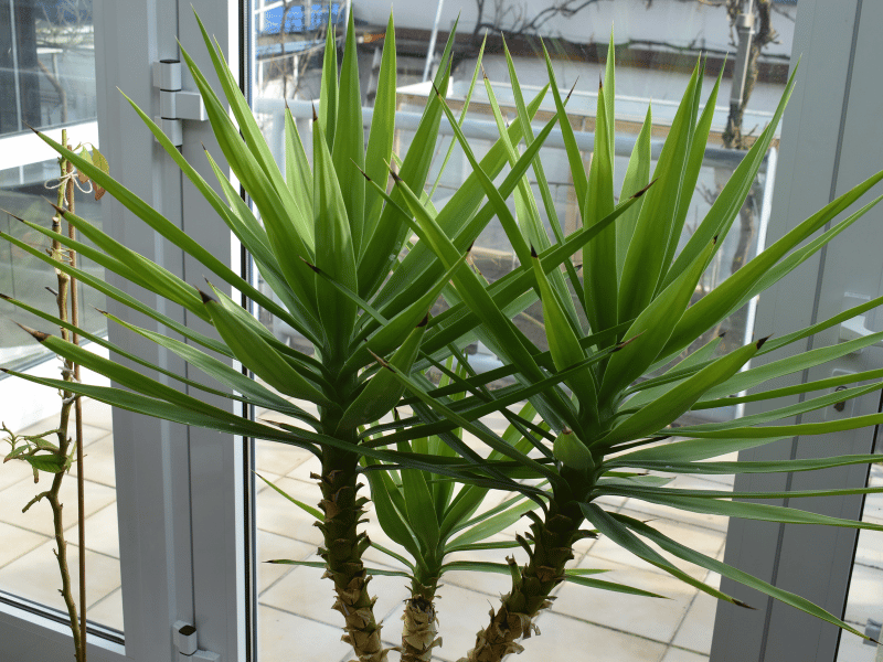 Growing Palm Tree Indoor