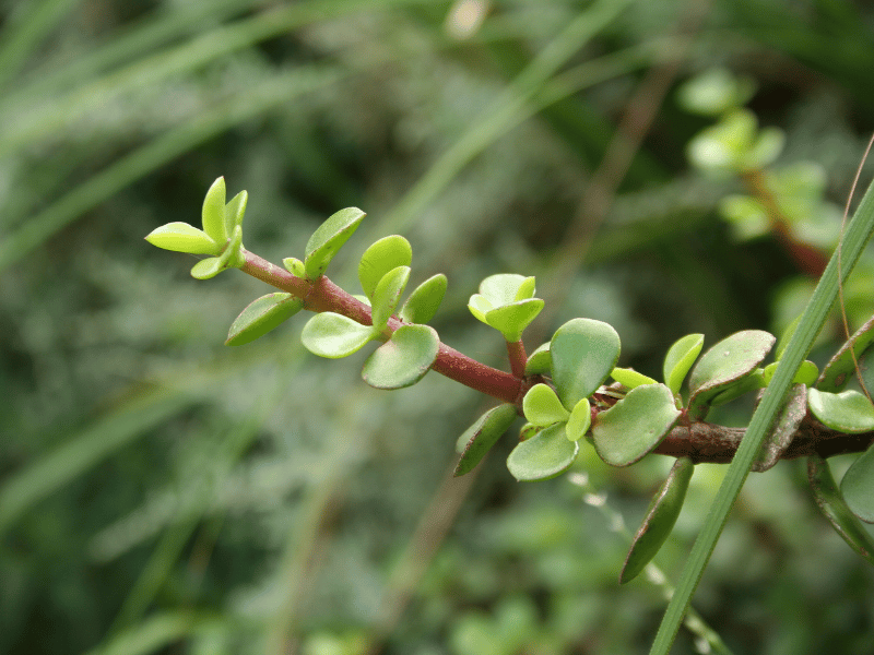 how to prune a jade plant