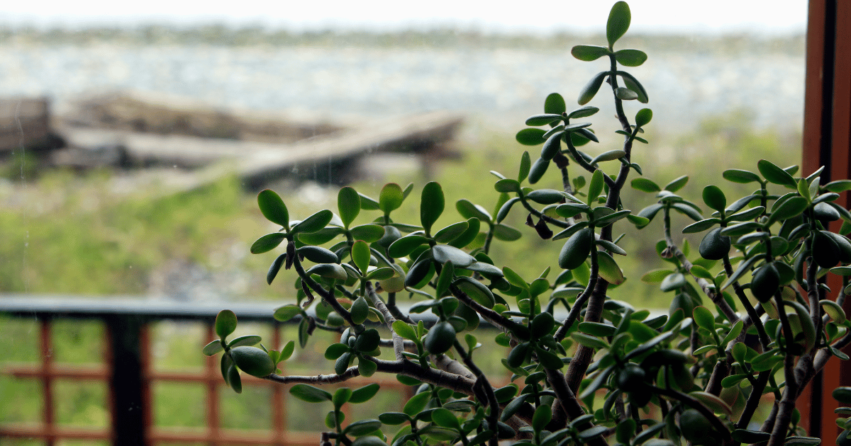 how to prune a jade plant