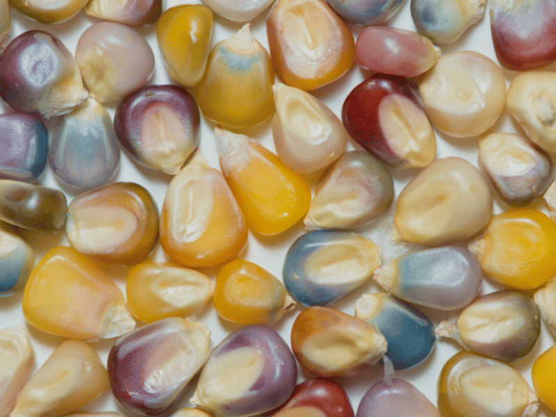 Parts of the corn