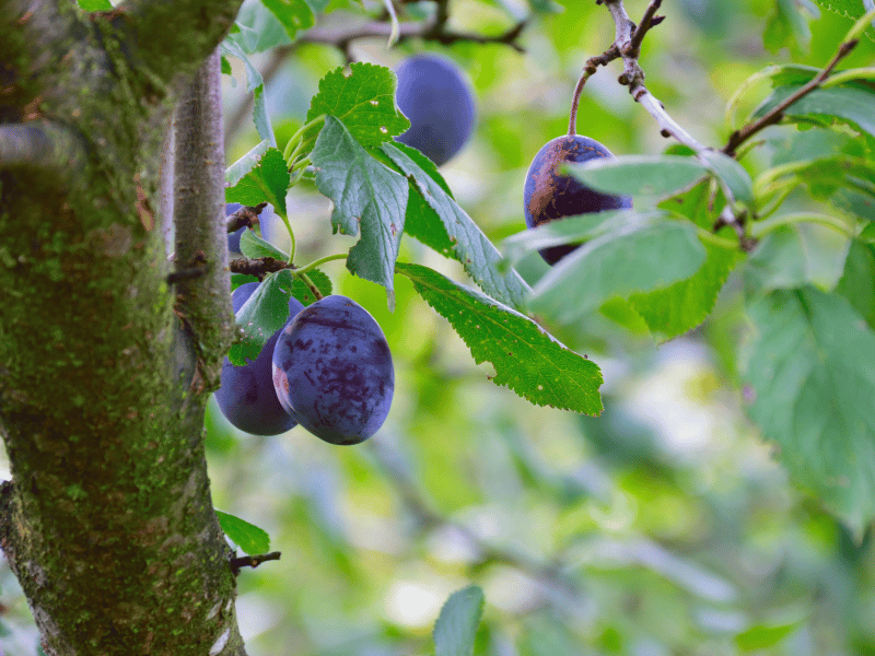Plum Tree