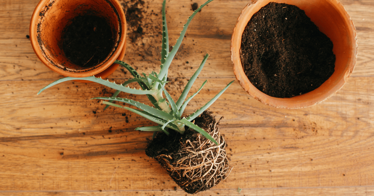 How to Propagate Aloe Vera