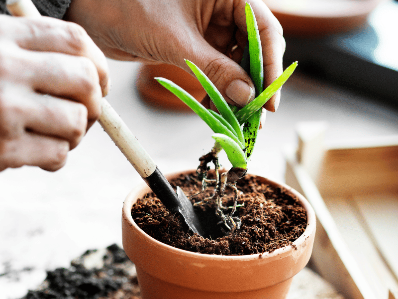 Replanting Aloe Vera Pups