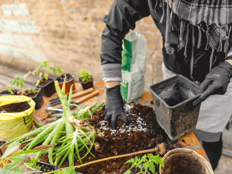 Preparing Aloe Vera Pups for replanting