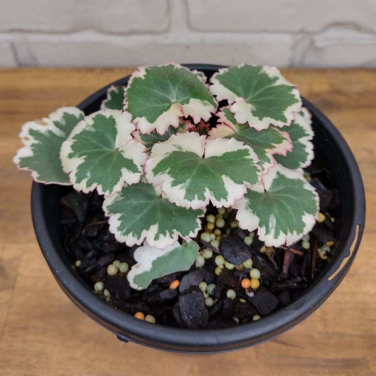 Small Strawberry Begonia