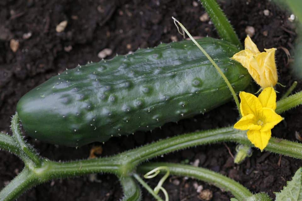 How to Avoid the Problem of Bitter Cucumbers