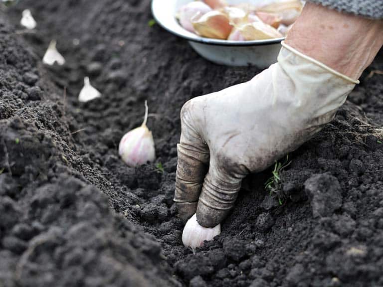 growing garlic