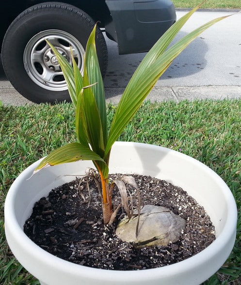 How to Plant and Grow Garden Coconut Tree