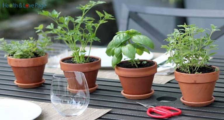 These-4-Herbs-Can-Protect-Your-Brain-from-Alzheimers-Depression-Anxiety-and-Much-More