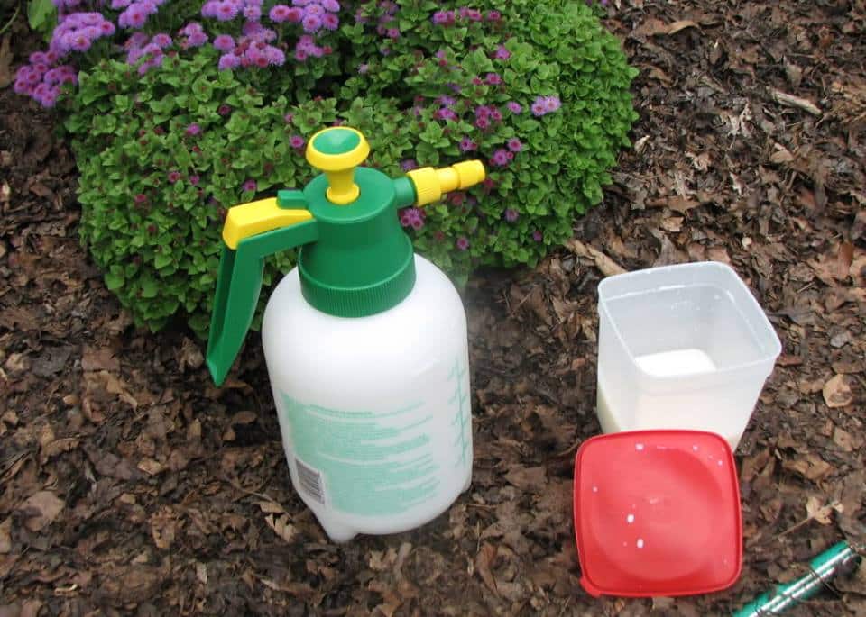 using milk in the garden