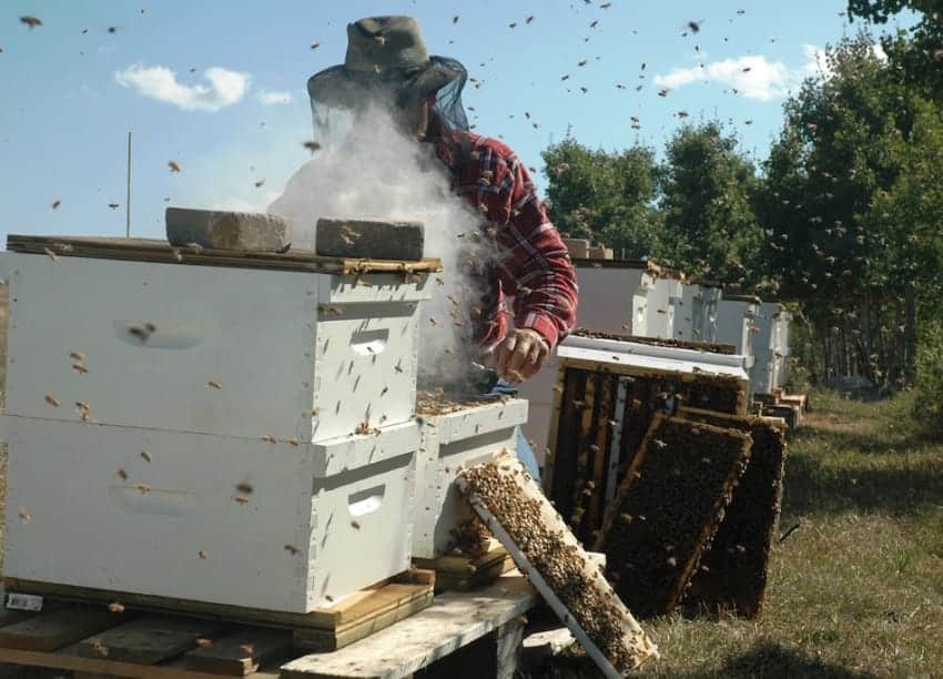 Amazing Things About Bees