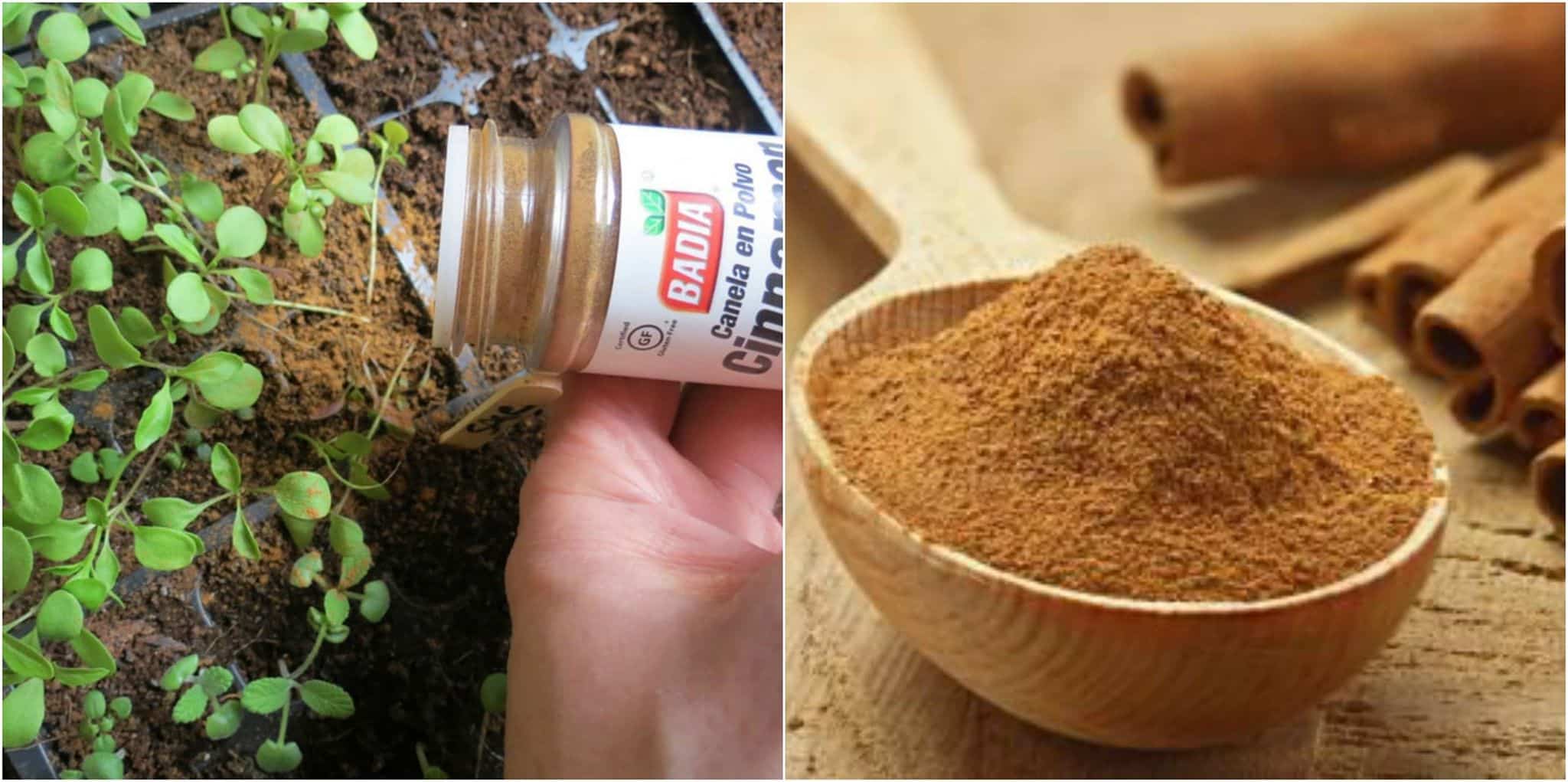 Uses of Cinnamon In Your Garden