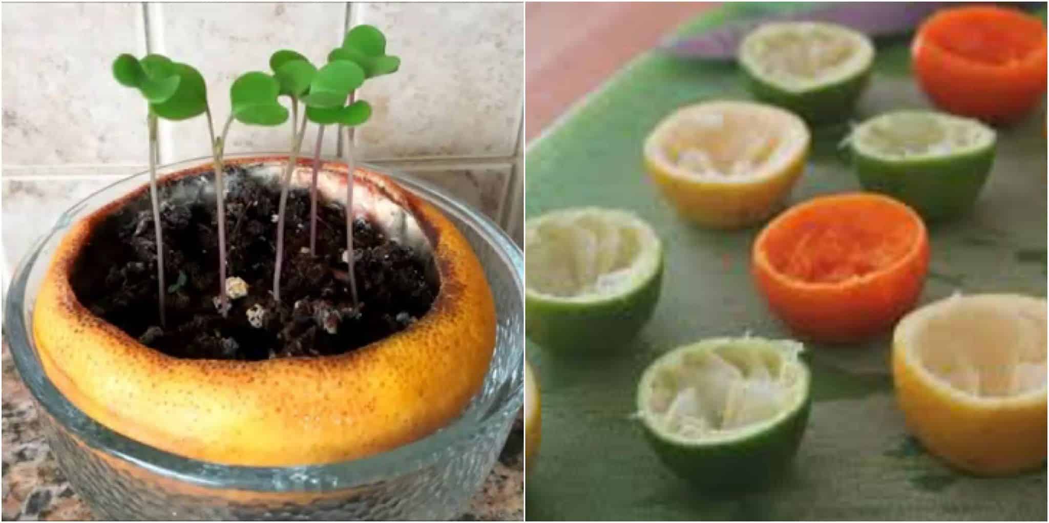 Growing Seedlings in Citrus Peels