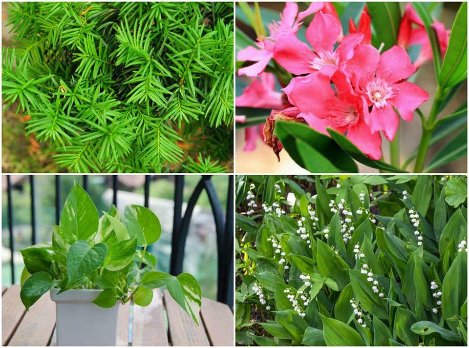 most poisonous plants