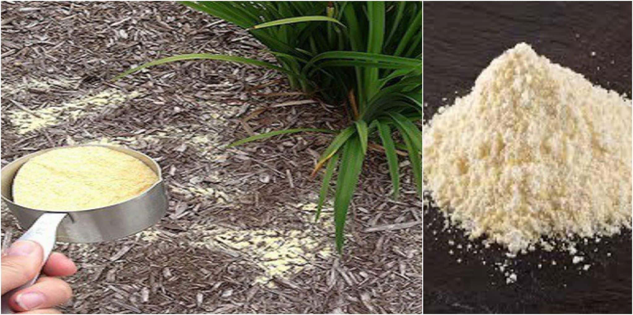 Using Cornmeal In Your Garden