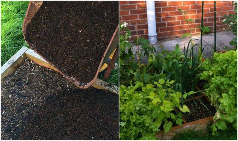 Golden Rules of Garden Planning
