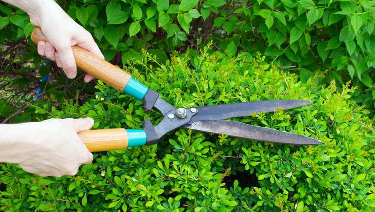Gardening Mistakes