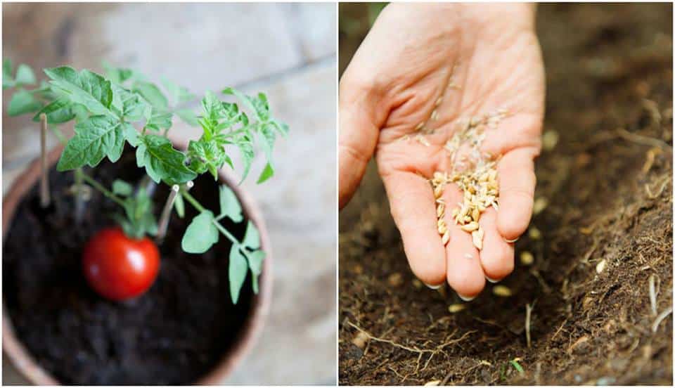 Growing An Organic Vegetable Garden