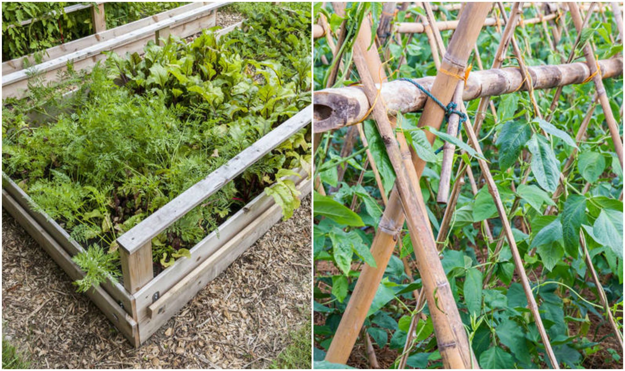 High-Yield Vegetable Garden
