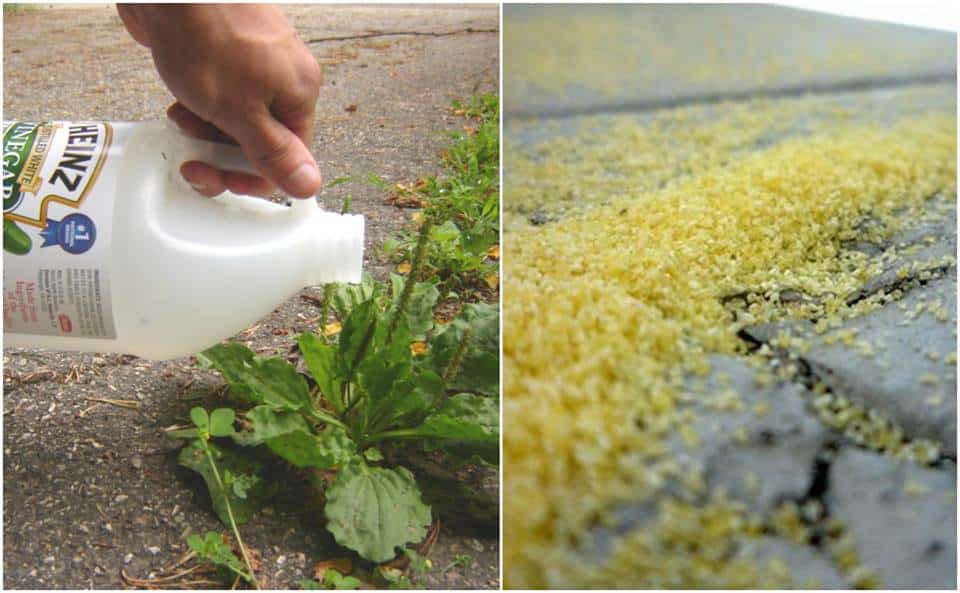 Professional Gardener Shares 9 All-Natural Ways to Kill Weeds