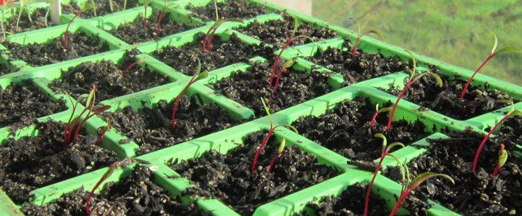 Top 5 Gardening Disasters