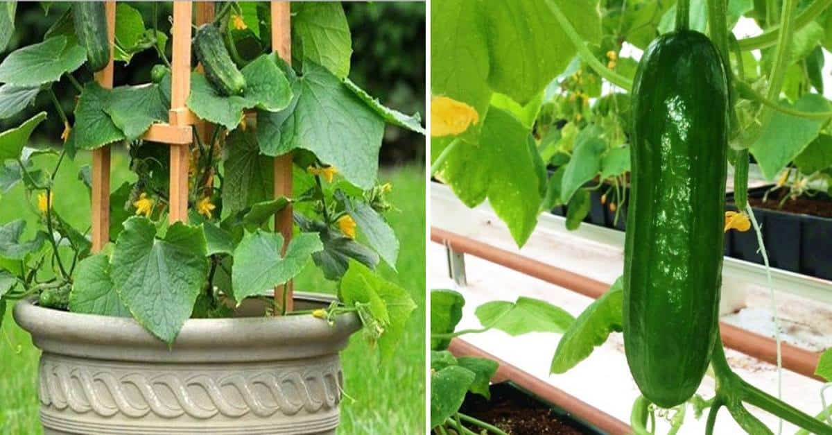 Grow Cucumbers Vertically