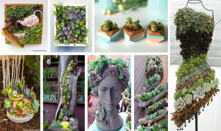 Tips for Growing Healthy Succulents