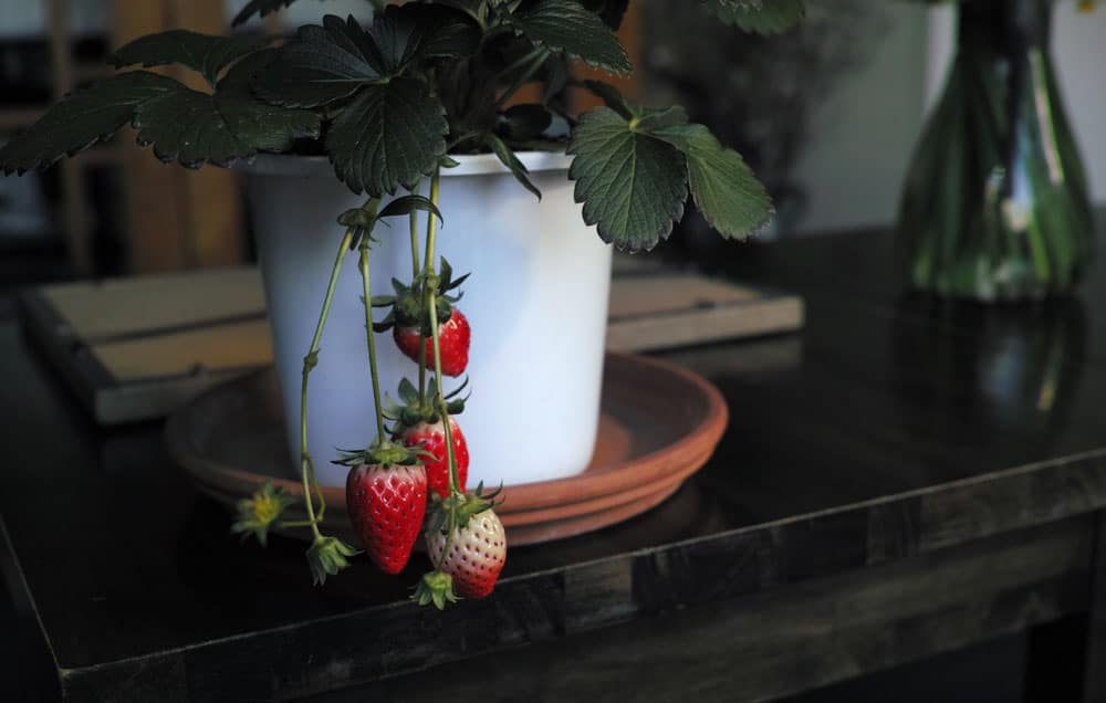 fruitinpotmain_1000