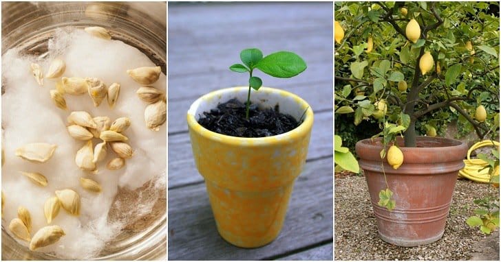 grow-lemon-tree