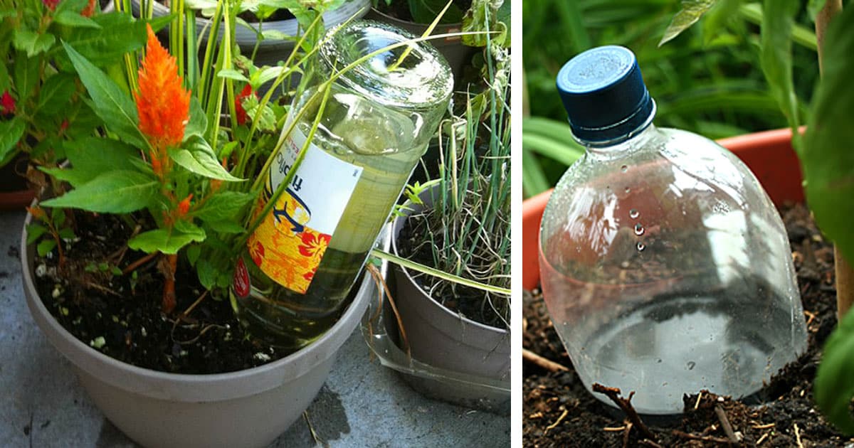 how_to_water_plants_while_youre_away_featured