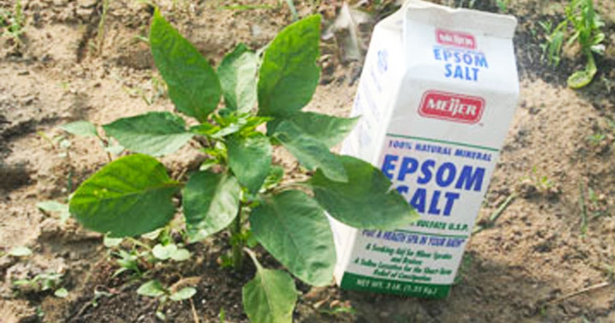 neat_ways_to_use_epsom_salt_in_the_garden_featured