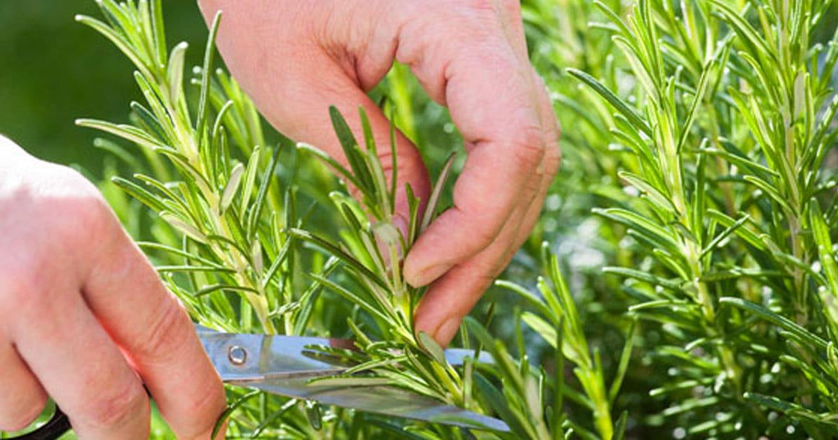 Plant Rosemary in Your Garden