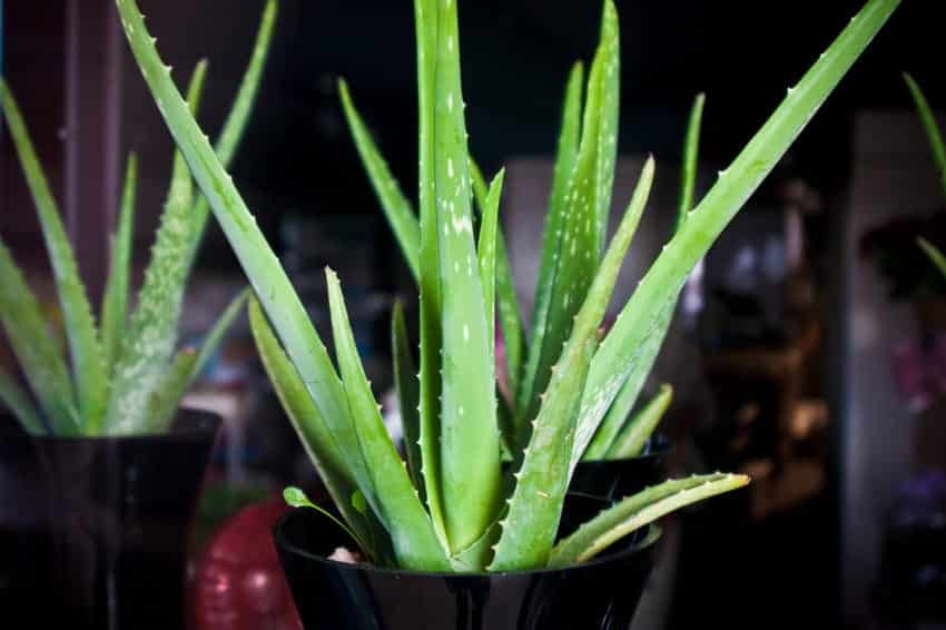 Aloe, Aloe, Aloe