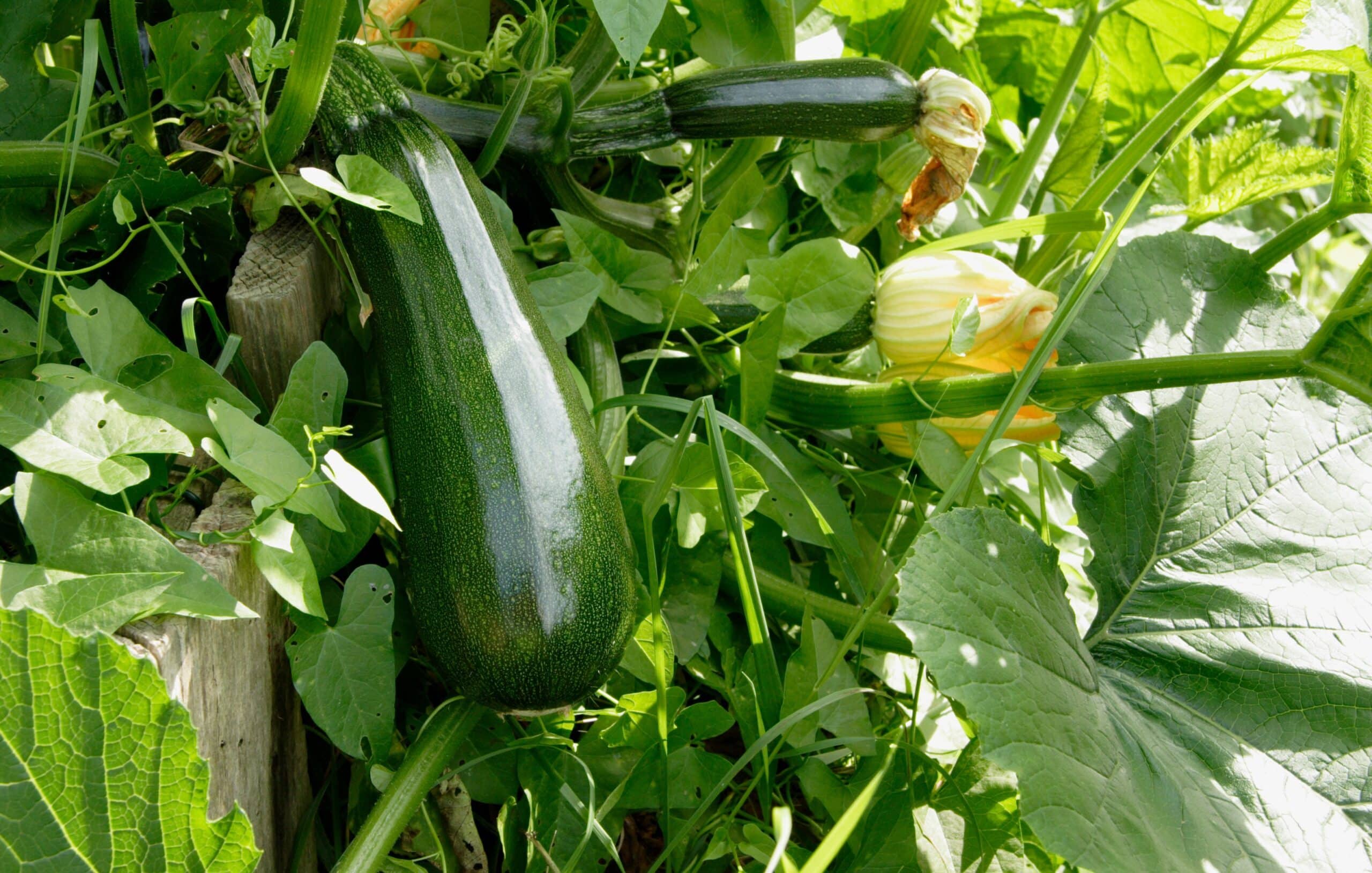 grow-delicious-zucchini