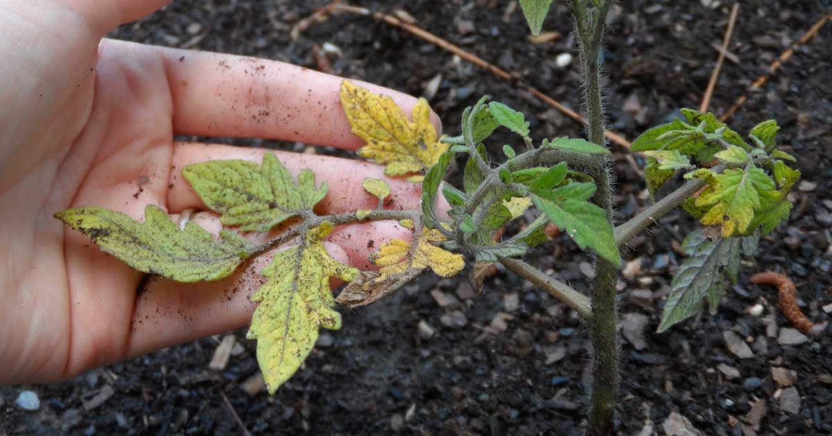 overwatering-plants