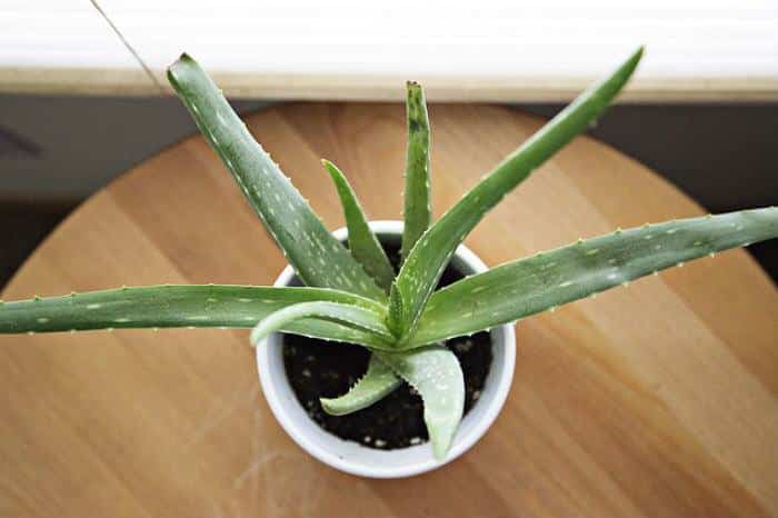 plants-humidify-indoor-air