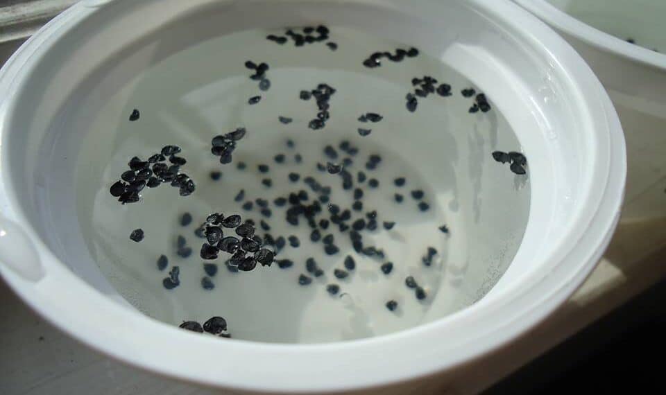 Why You Should Soak The Seeds Before Planting Them and How To Do It!