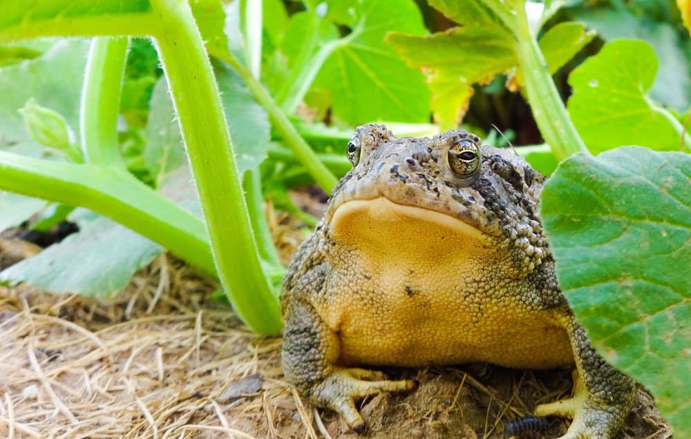 toads-main